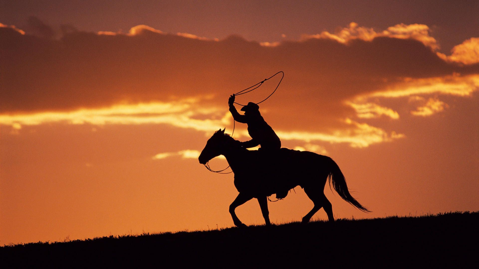 hommes cavalerie coucher de soleil silhouette rétro-éclairé mammifère assis cheval soir équestre aube