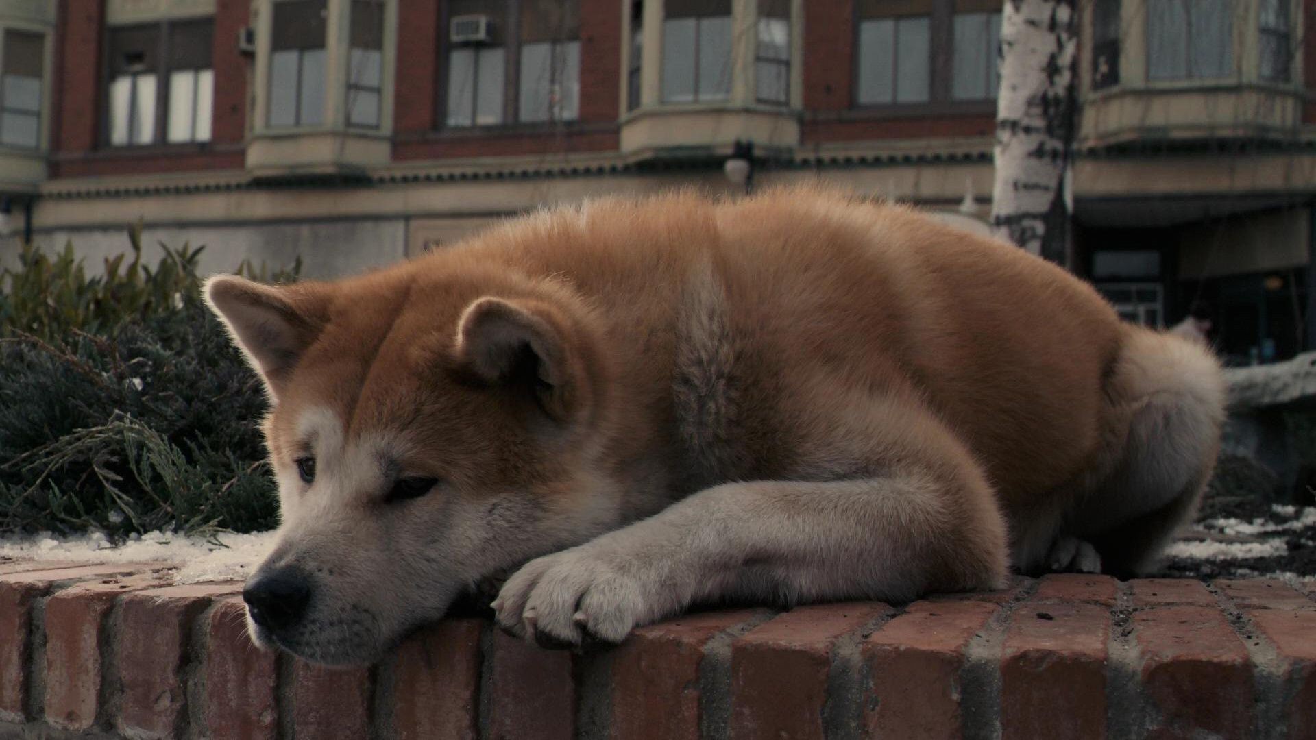 filmy pies ssak kynolog portret pet jeden zwierzę futro