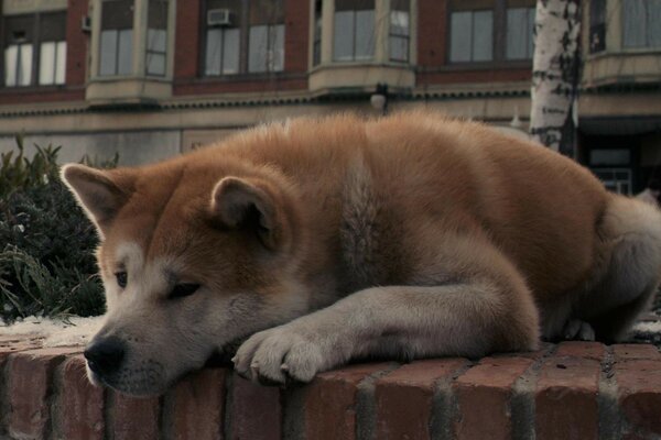 Akita Inu leży smutna