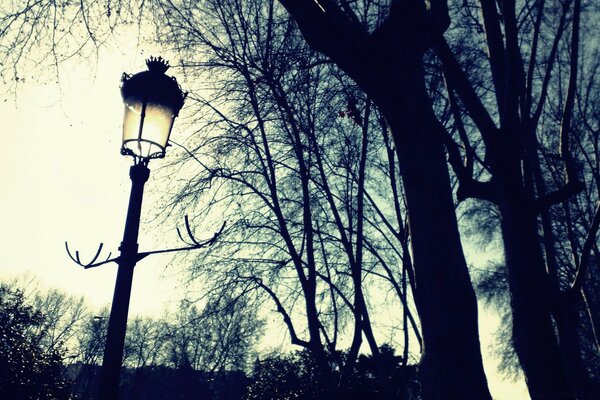 Lanterna e sagome di alberi sullo sfondo del cielo al tramonto