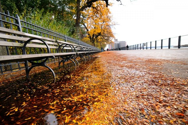 Autumn alley in the park by the river