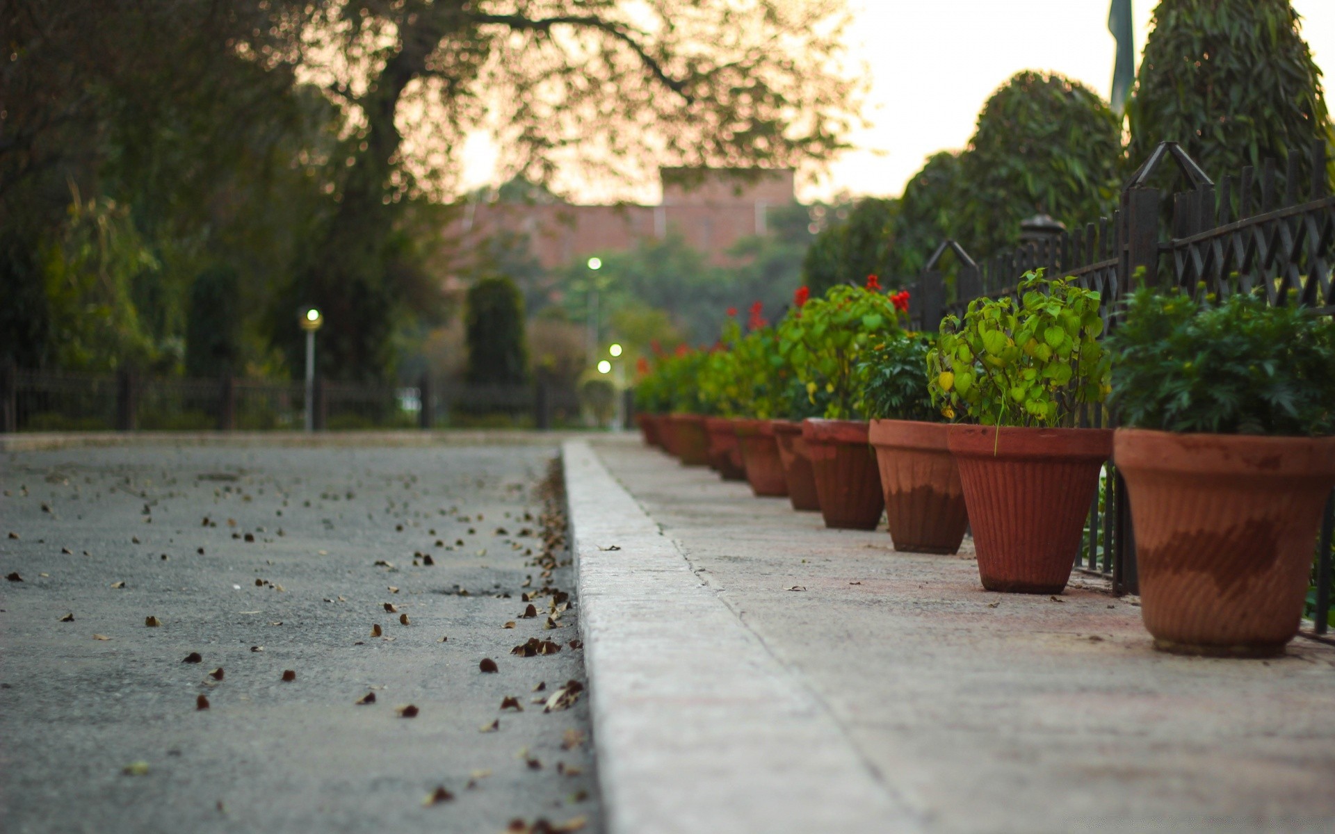 other city garden street tree flower pavement leaf nature road wood park flora