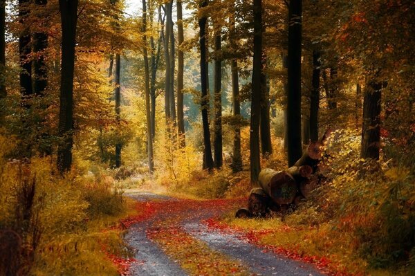 Straße in einem schönen Herbstwald