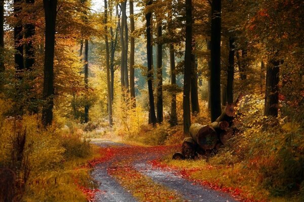 美丽的秋天森林中的一条路
