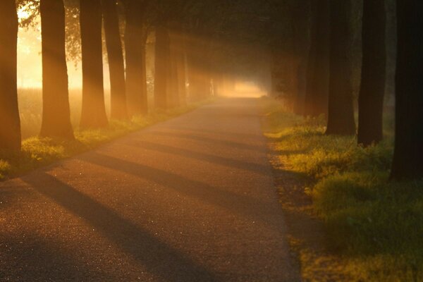 The sun s rays feeding on the road