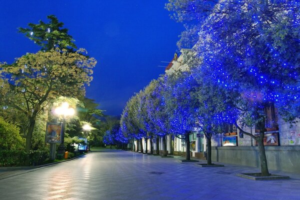 Photos with trees in the city and the street