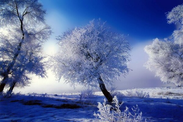 Snow-covered plain with trees in frost