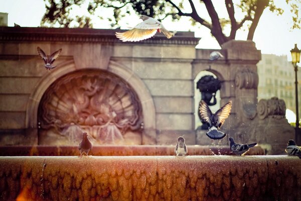 Pigeons at the fountain, the city and architecture