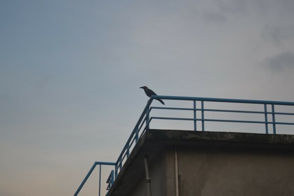 Ein einsamer Vogel auf dem Dach des Gebäudes