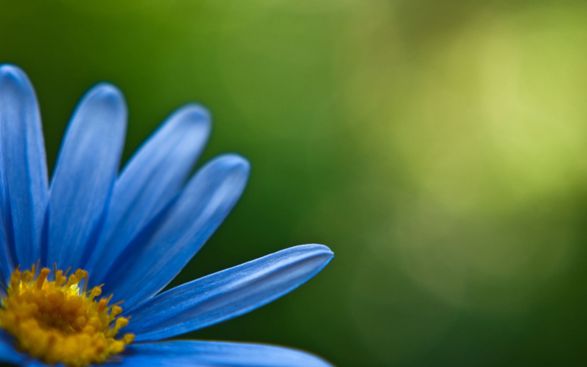 primer plano naturaleza flor desenfoque hoja verano flora brillante jardín color crecimiento