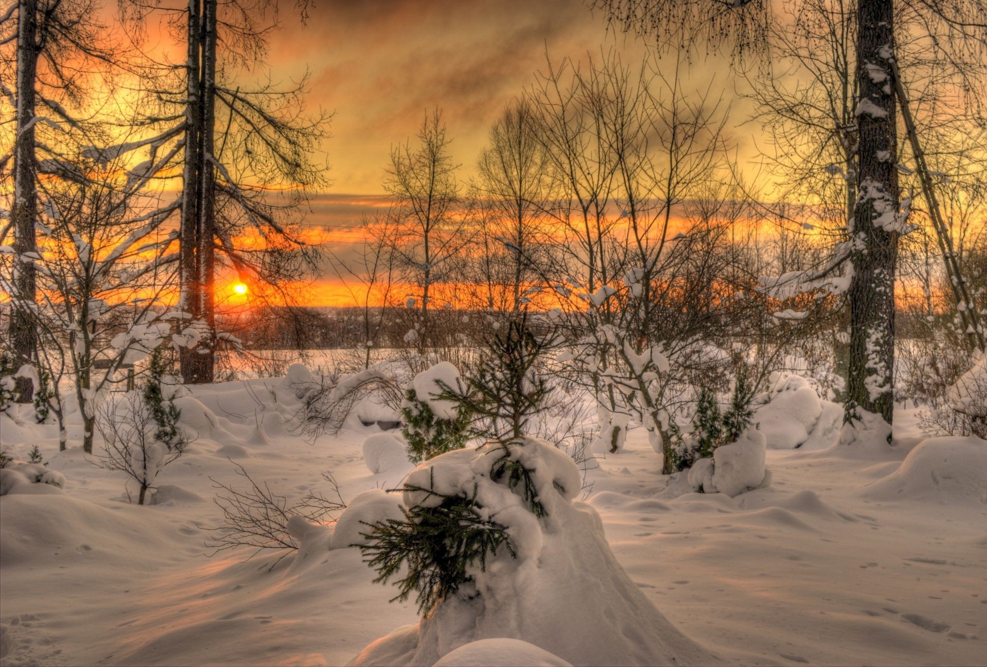 invierno nieve frío árbol madera paisaje escarcha amanecer congelado hielo buen tiempo tiempo escénico temporada naturaleza rama puesta de sol luz