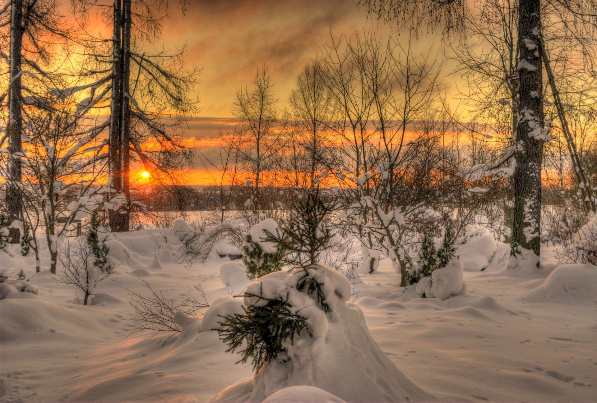 зима снег холодная дерево древесины пейзаж мороз рассвет замороженные лед хорошую погоду погода живописный сезон природа филиал закат свет