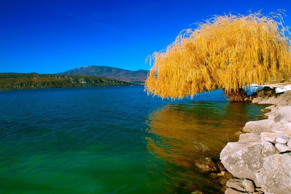 Koasivok amarillo deoyevo cerca del río