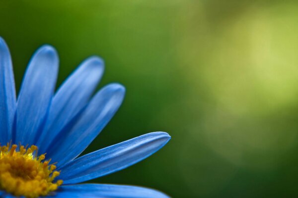 Parte del fiore di Margherita nei toni del blu su sfondo verde