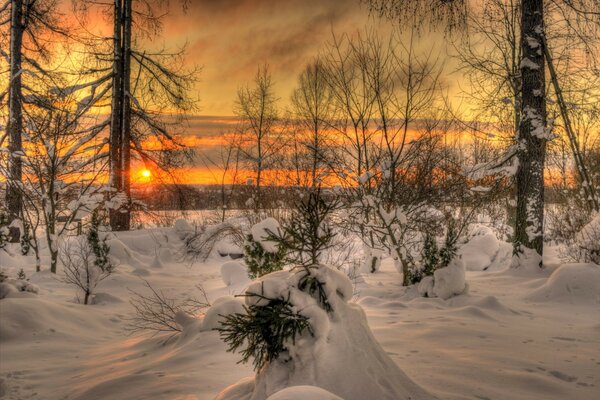 A cold snowy winter enveloped the trees