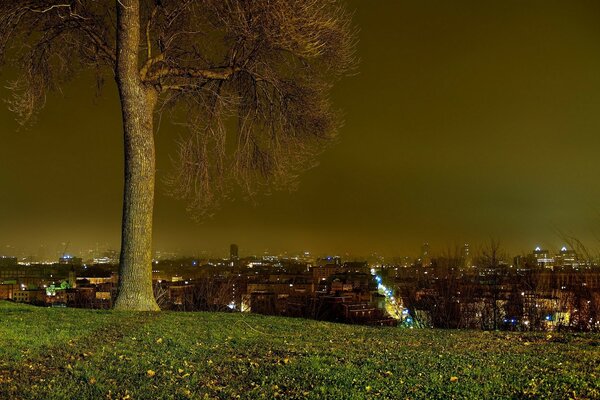 Baum Abend Dunkelheit Stadt