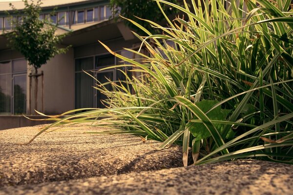 A path to the house with beautiful grass on the edge