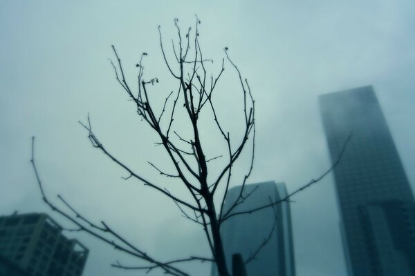 Rascacielos en el fondo de una rama de árbol en una neblina gris