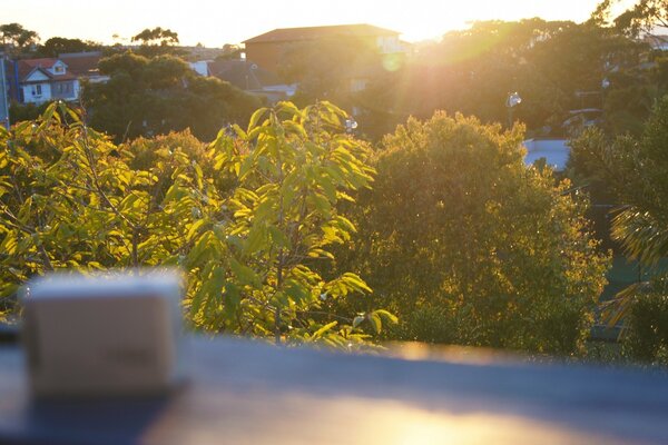 Green bushes and the sun is shining