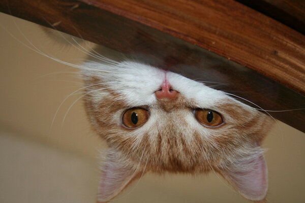 A red-haired cat looks out from behind the table