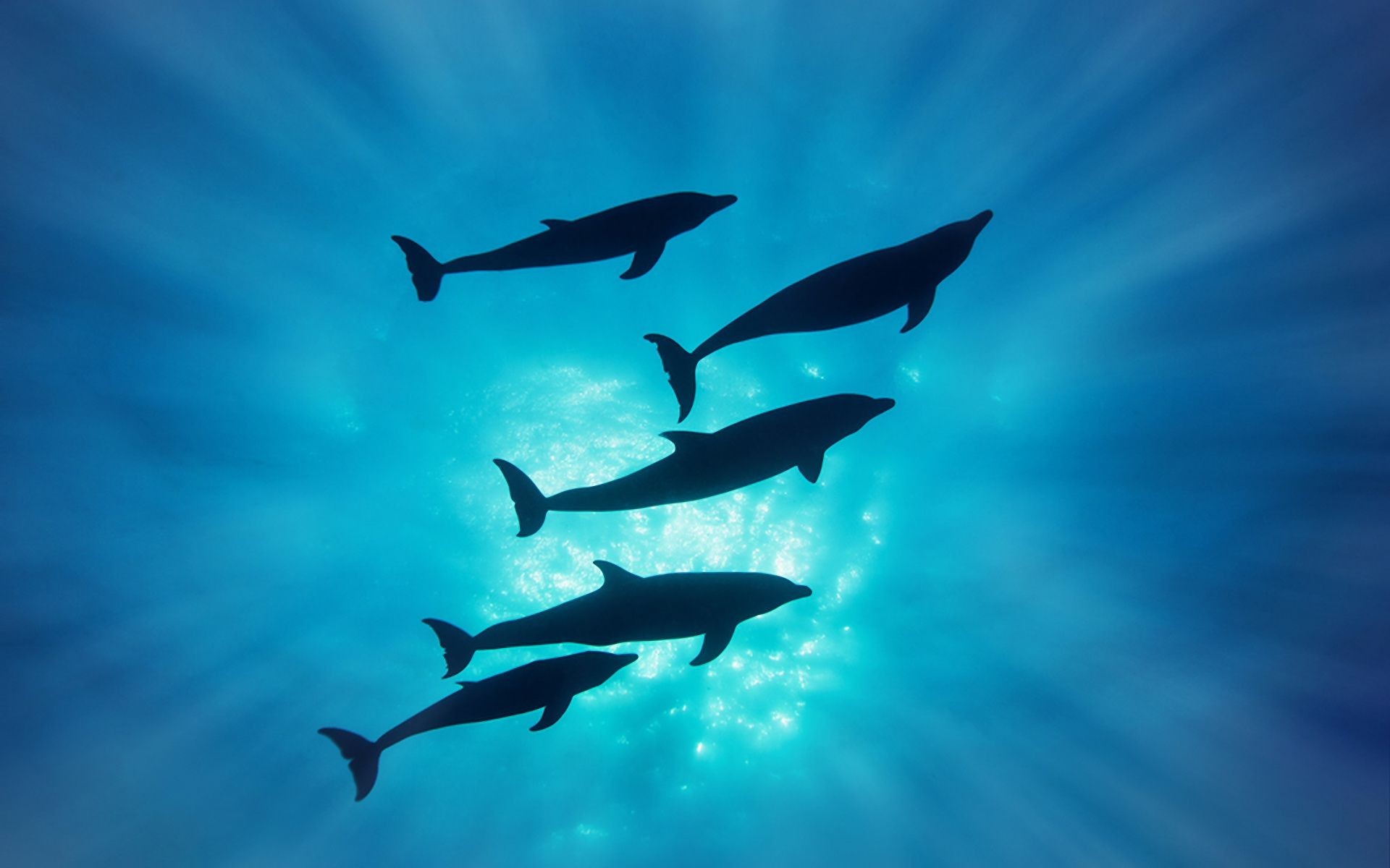 animals underwater swimming water dolphin fish blower ocean wildlife aquarium whale shark diving sea