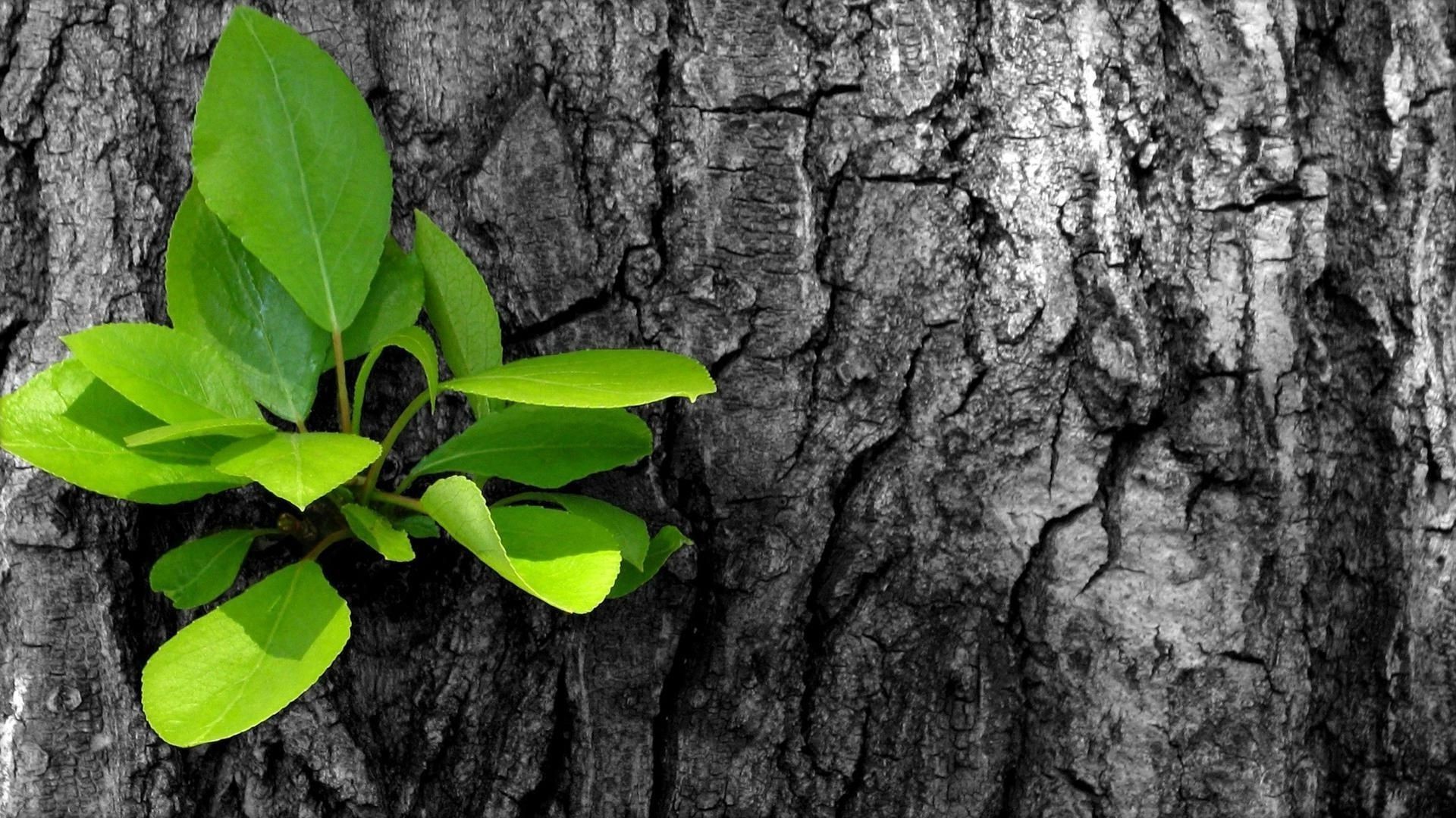 sujets bois feuille nature flore croissance bureau bois environnement écorce à l extérieur été gros plan tronc cosse texture