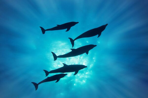 一群美丽而令人惊异的海豚