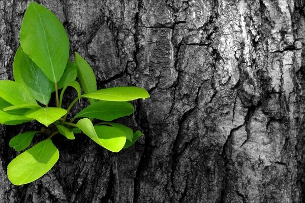 Grünes Blatt auf einem alten Baum