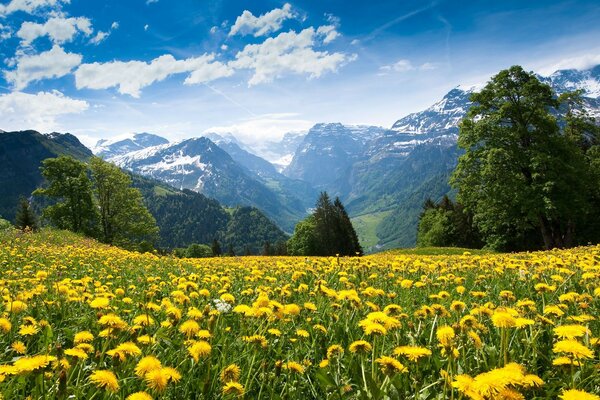 Löwenzahnfeld und Berge im Schnee