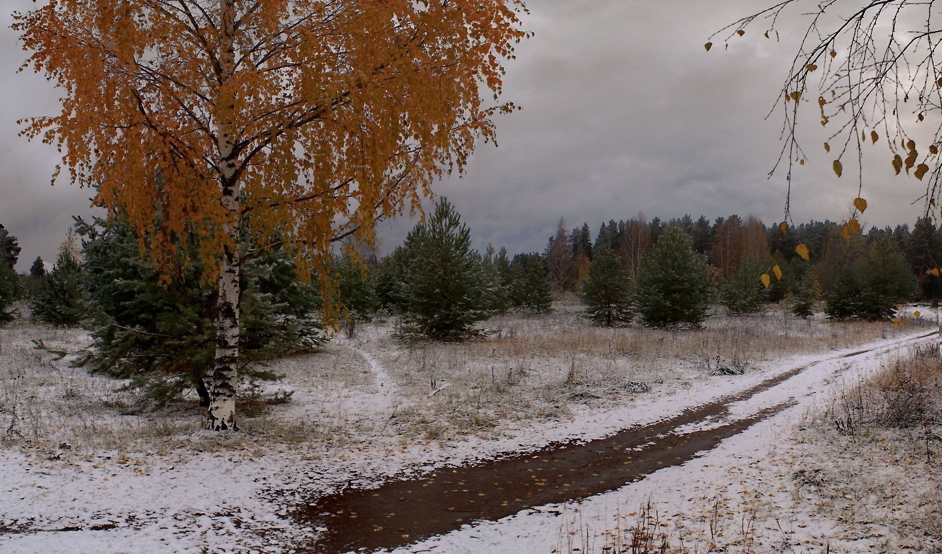 winter tree fall wood nature landscape outdoors season snow weather park leaf scenic environment road cold fair weather rural countryside