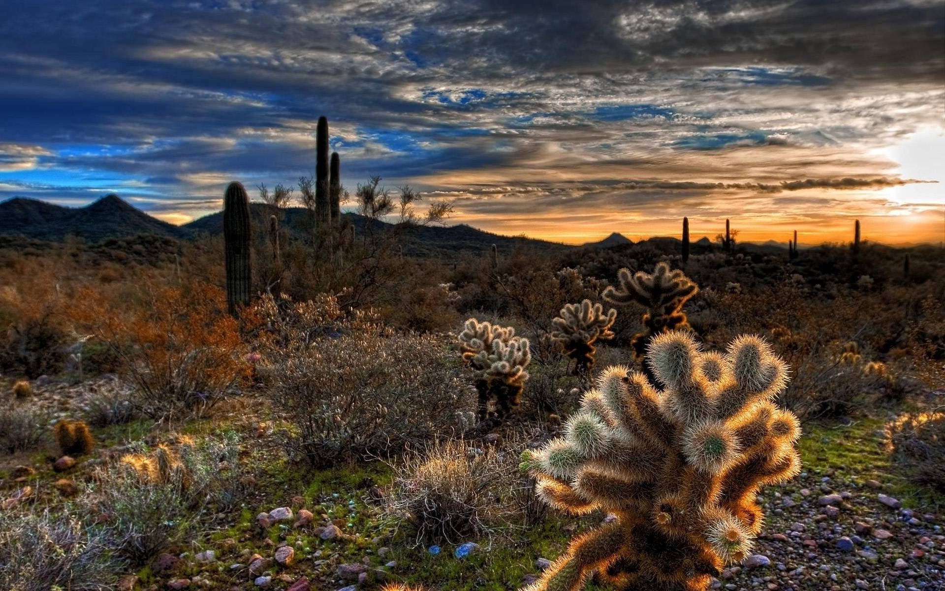 desert cactus landscape nature sky outdoors travel sunset rock dawn dry arid mountain park