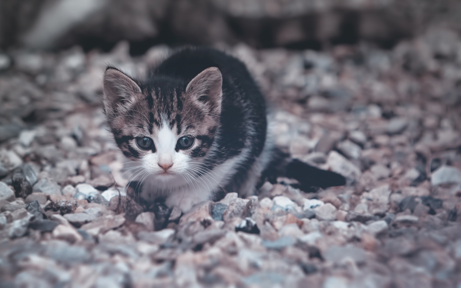 amoureux des animaux nature mignon petit en plein air oeil fourrure