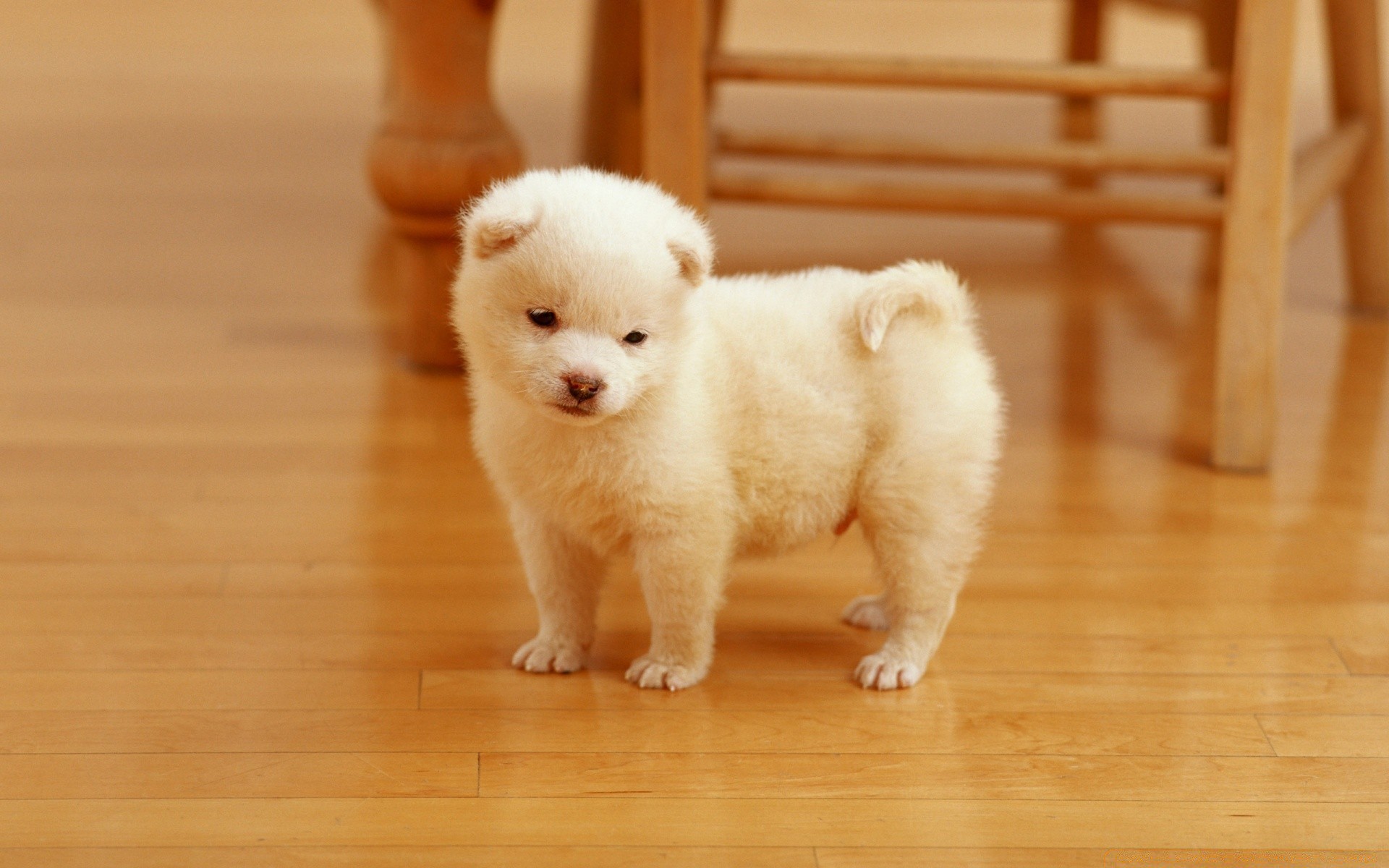 gli amanti degli animali mammifero cane carino bambino ritratto cucciolo uno animale domestico canino piccolo