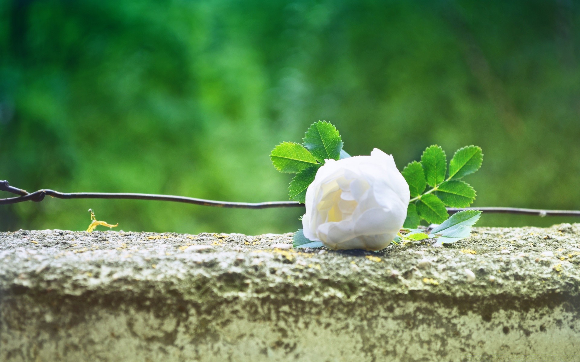 romance naturaleza hoja flora verano al aire libre madera flor primer plano árbol crecimiento escritorio jardín