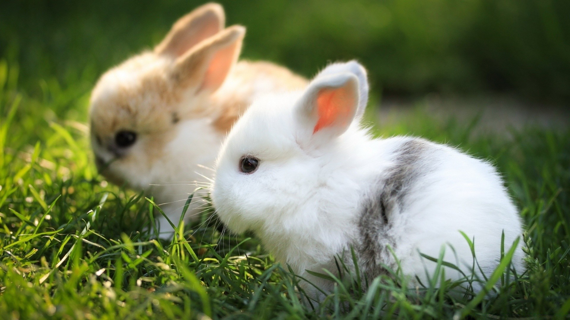 tier in der liebe kaninchen hase niedlich ostern wenig flaumig gras fell haustier tier kind jung liebenswert nagetier säugetier natur tame sitzen inländische