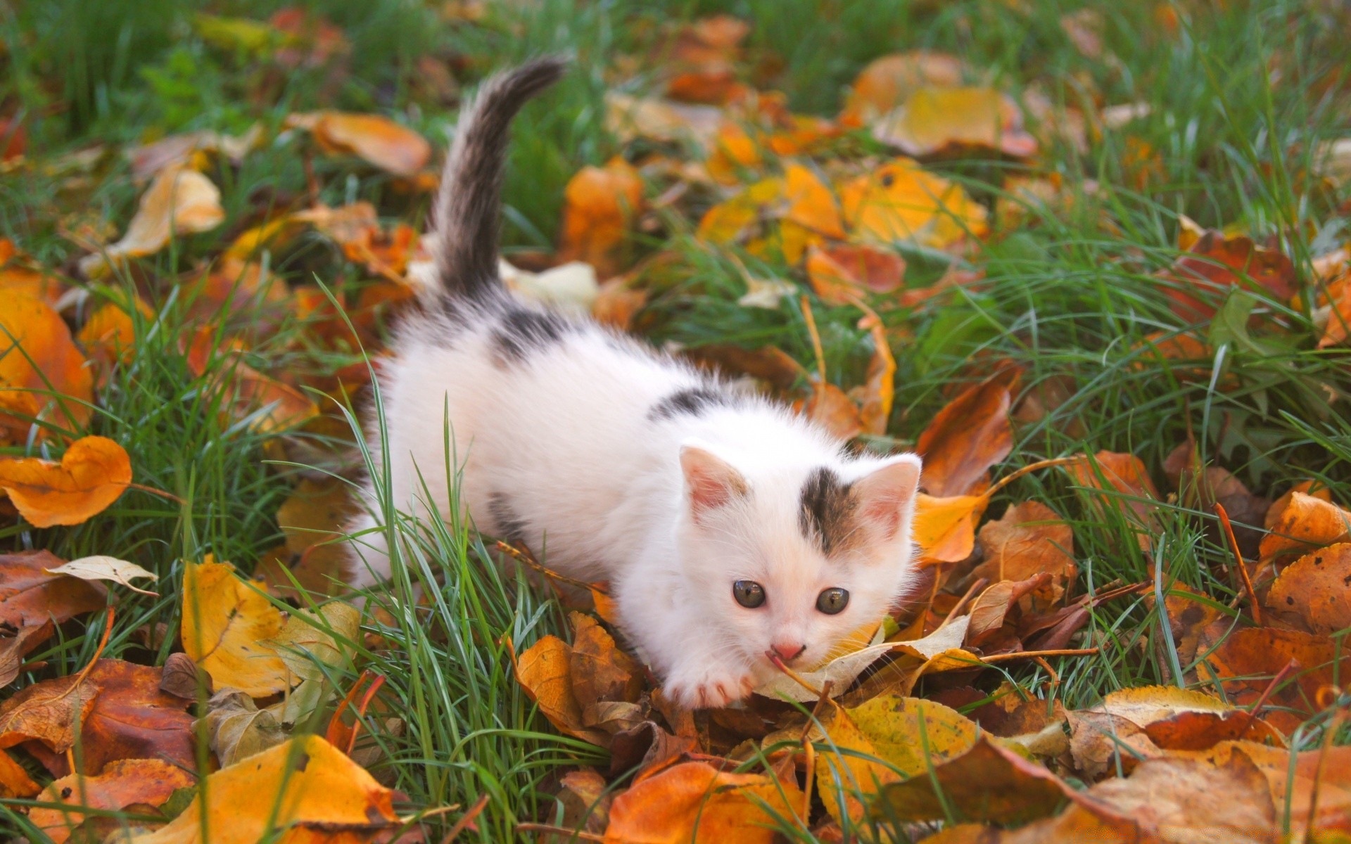 amanti animali natura carino erba all aperto foglia autunno piccolo mammifero animale stagione gatto albero di colore