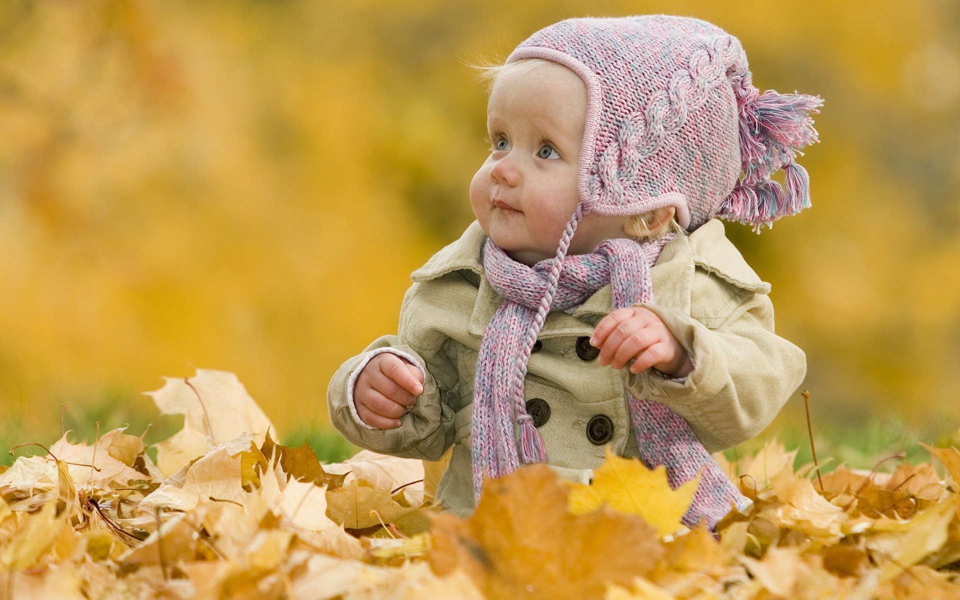 enfants automne nature enfant parc à l extérieur érable peu plaisir mignon fille bonheur feuille herbe belle saison à l extérieur loisirs sourire