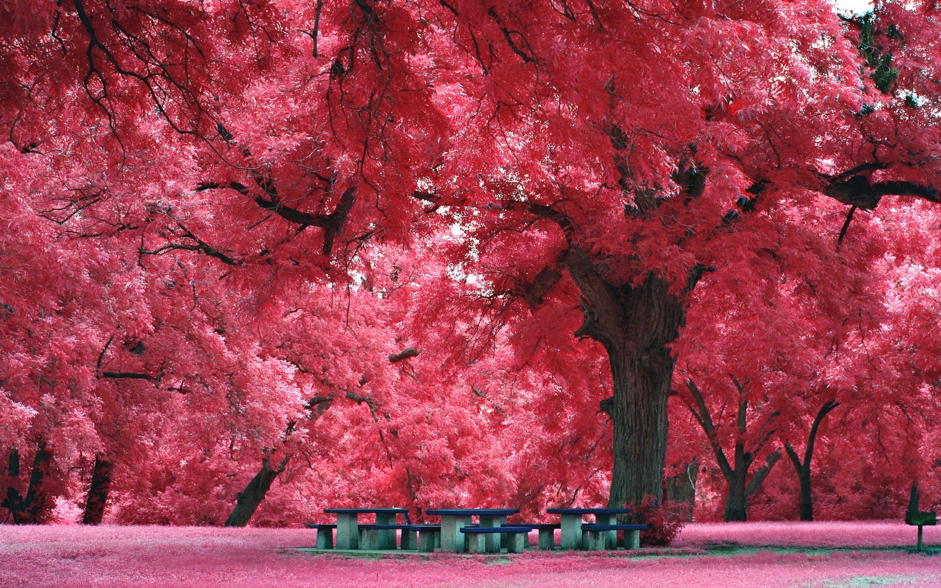 romanticismo albero autunno parco foglia natura colore stagione all aperto