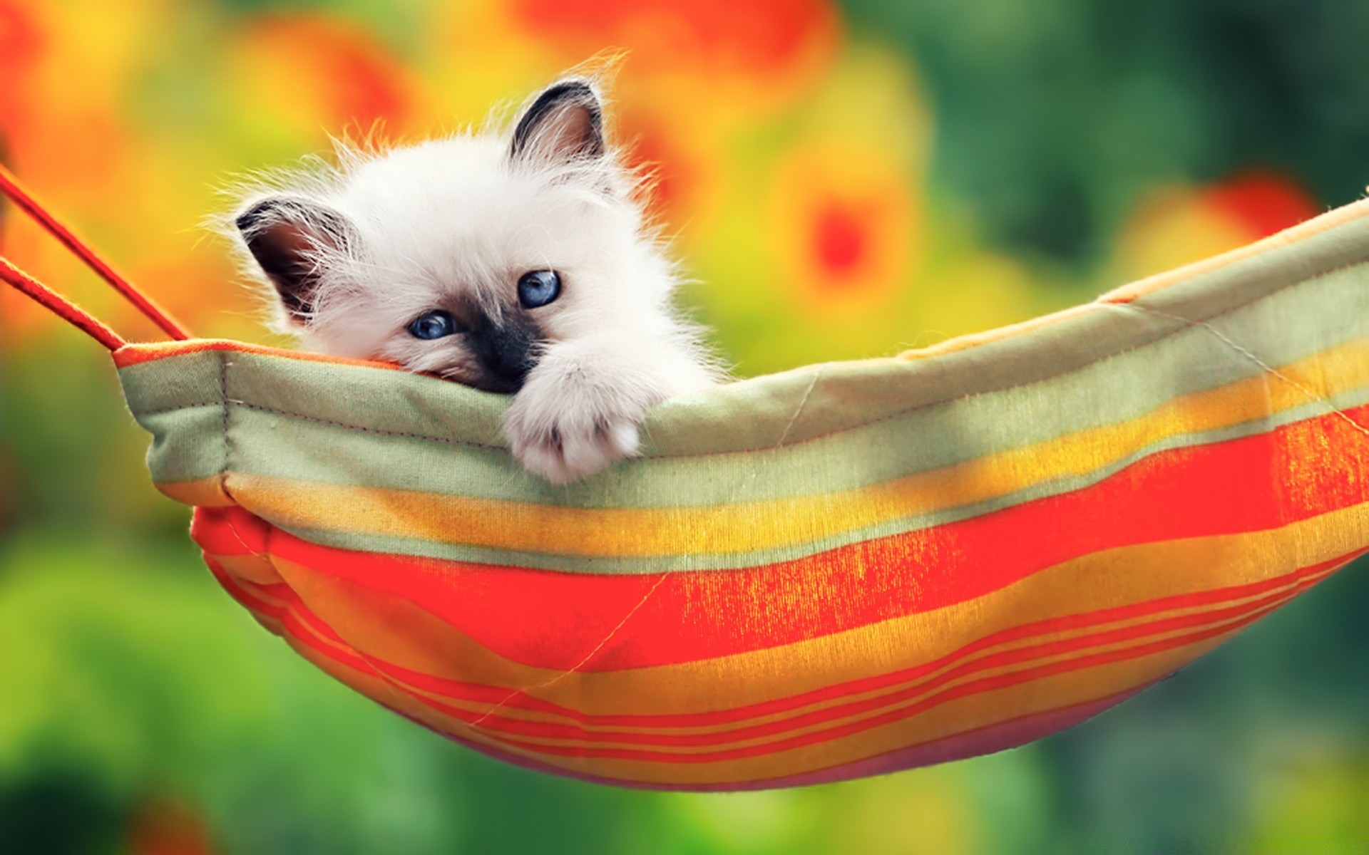 ����� ������� �������� �������� �� ������� ����� ��������������� ������