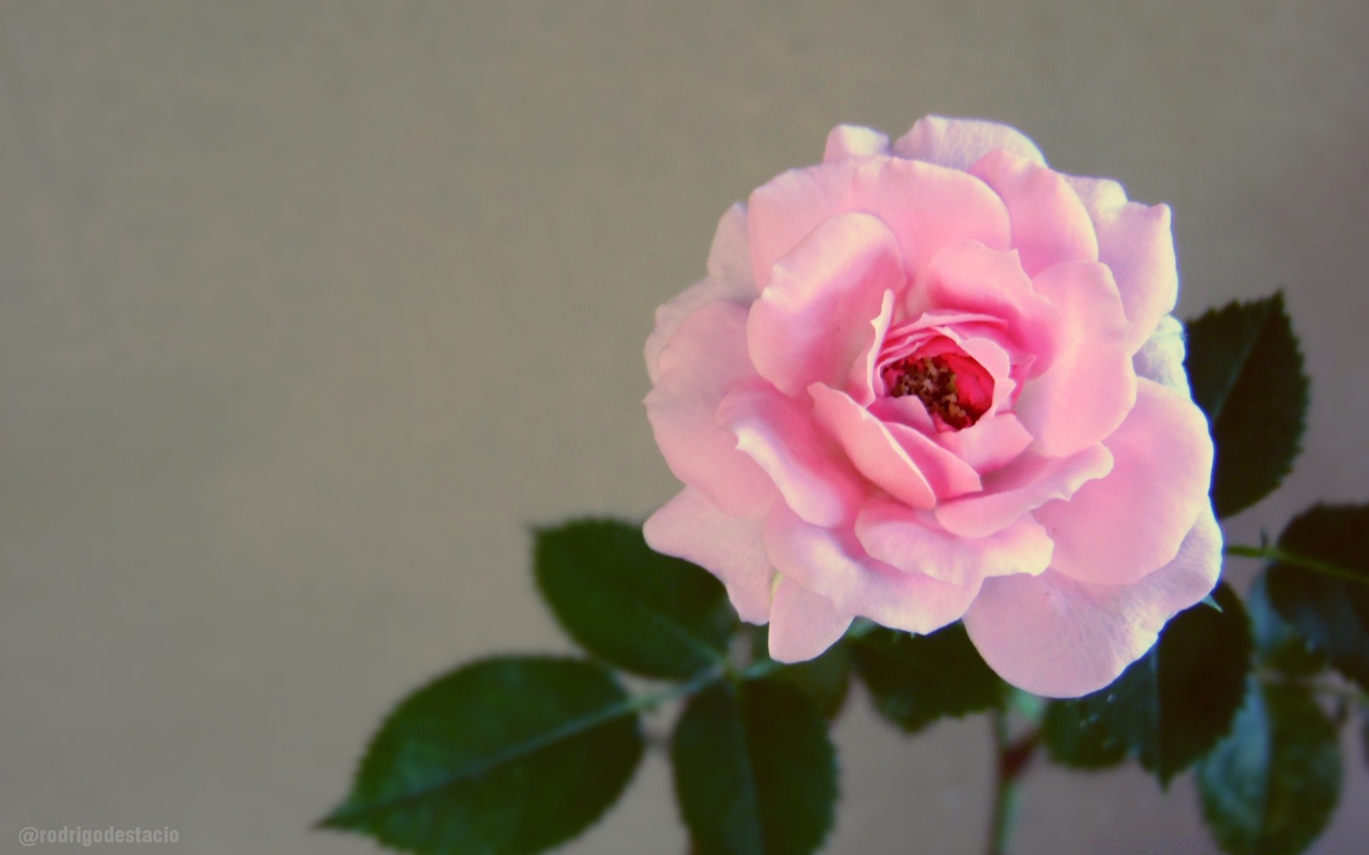 romantik blume rose natur blatt flora blütenblatt floral garten sommer blühen sanft hell schön farbe liebe