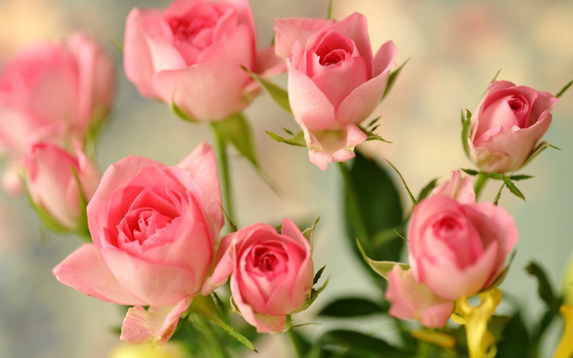 романтика роза любовь цветок букет свадьба цветочные лепесток природа лист флора дружище романтический блюминг кластер юбилей подарок пастель день рождения