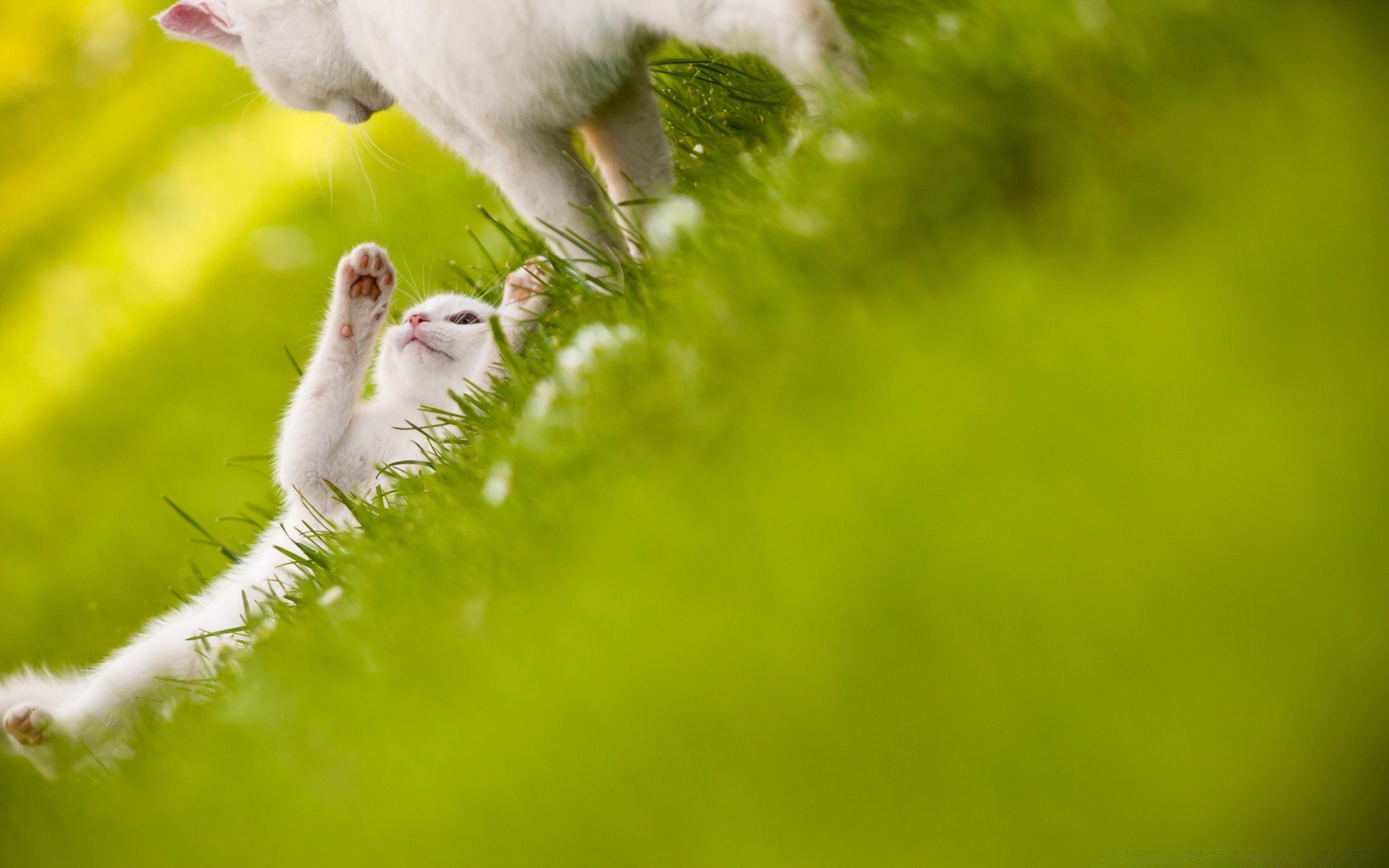 amoureux des animaux nature herbe flou à l extérieur la faune oiseau été animal feuille dof fleur