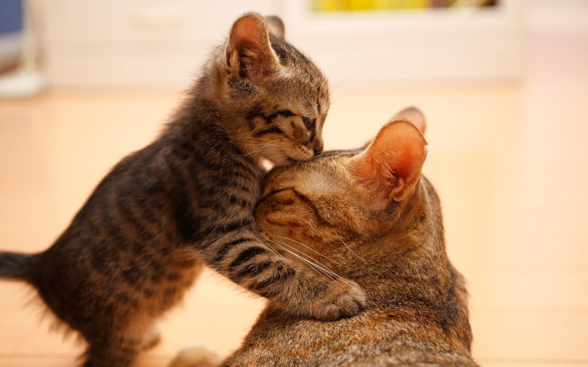 tier in der liebe katze säugetier haustier niedlich porträt tier kätzchen fell kind auge sitzen anzeigen inländische kleine eine