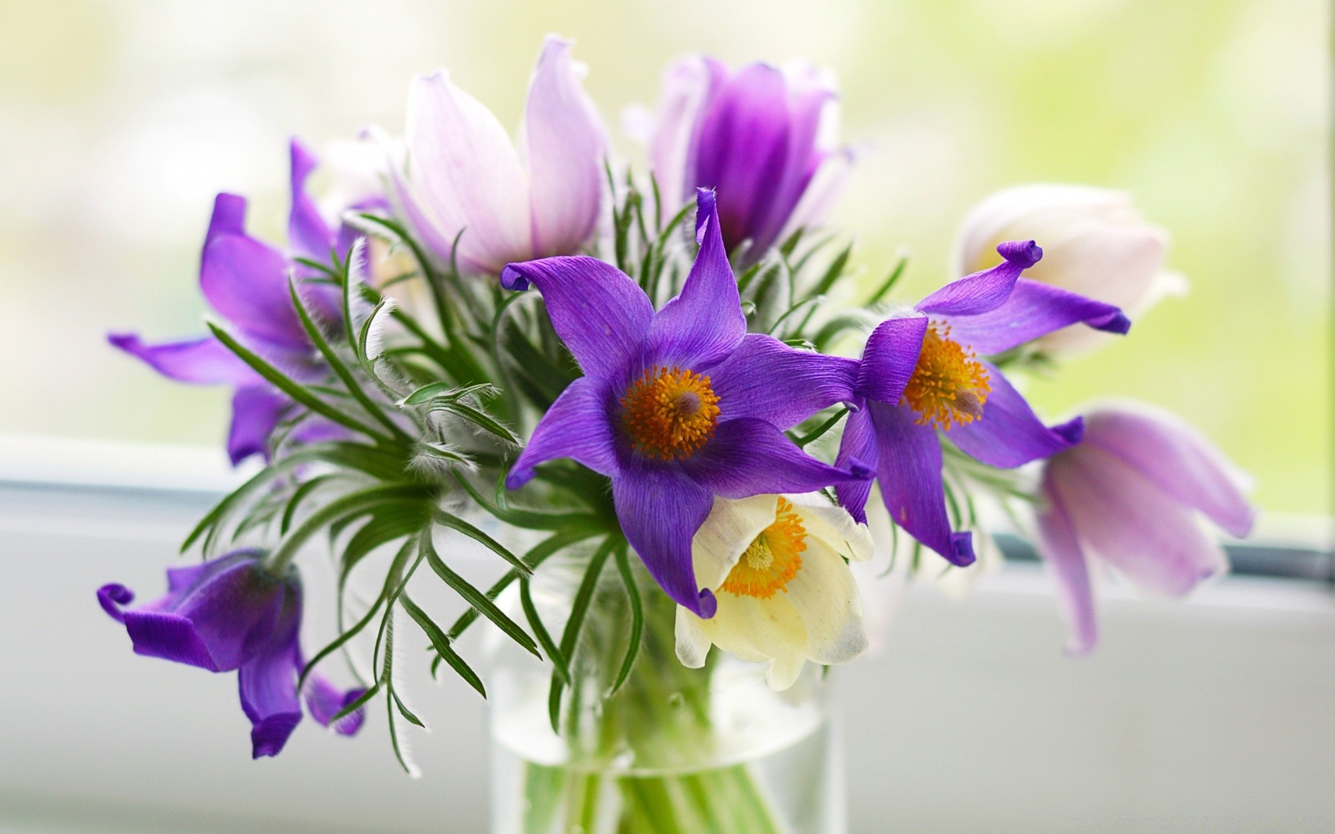 romantizm doğa çiçek flora yaprak buket paskalya yaz çiçek bahçe çiçek açan yakın çekim violet parlak petal küme renk