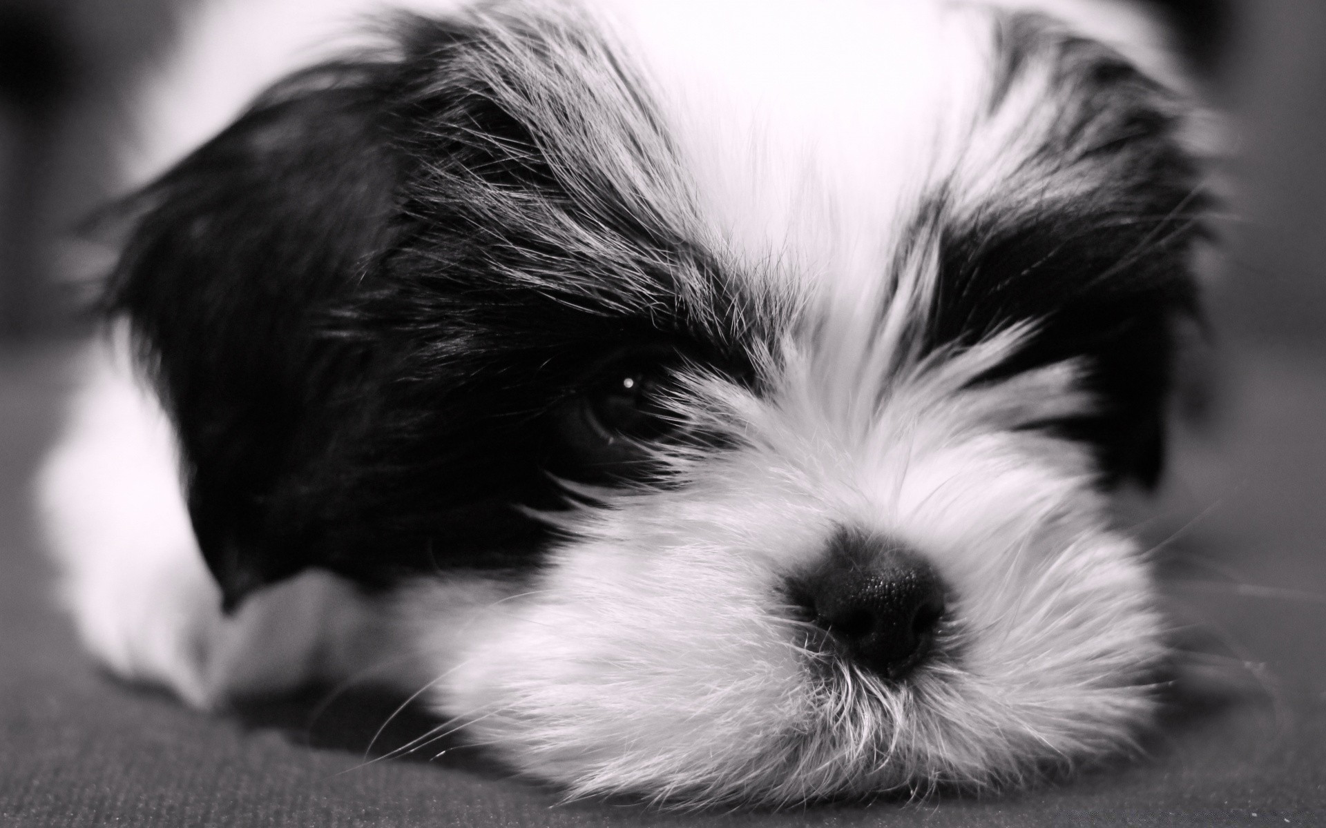 gli amanti degli animali cane animale pet mammifero ritratto carino canino cucciolo pelliccia poco in bianco e nero uno studio capelli occhio sonno giù