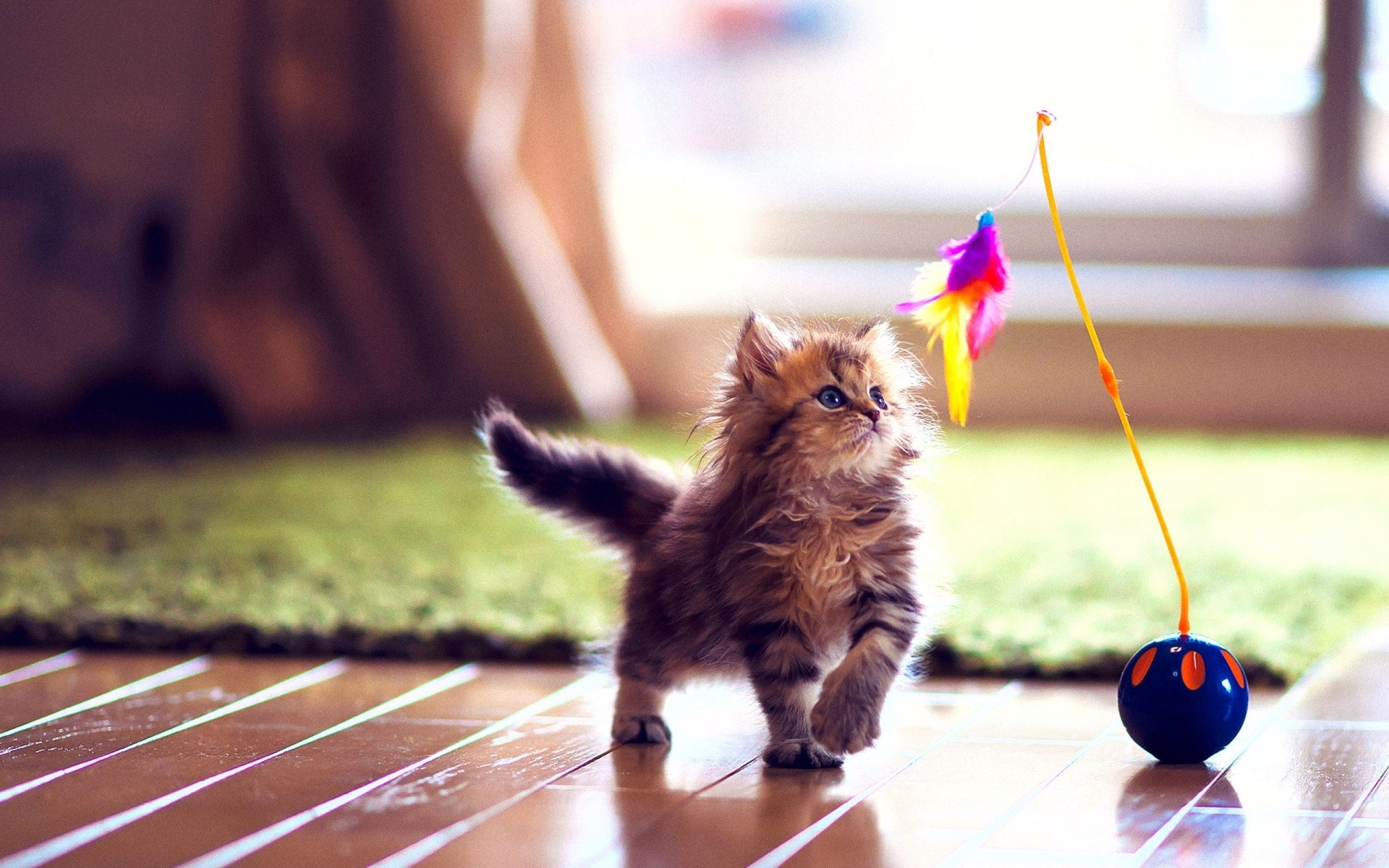 love animals cute pet portrait cat young one little outdoors blur animal nature mammal fun