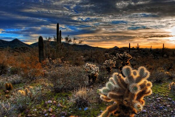 Desert with cacti. Sunset in the sky. fa