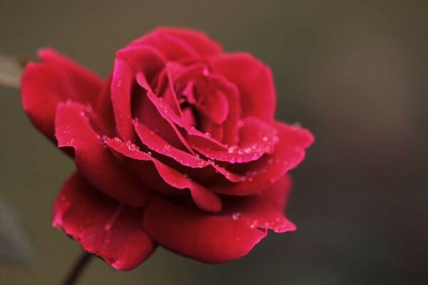 Fiore di rosa con gocce di rossa