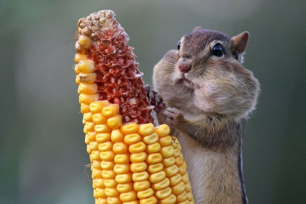 Squirrel stuffed corn cheeks