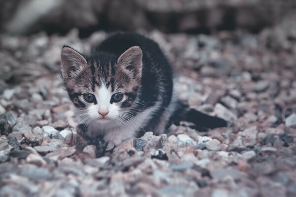 Lindo gatito en el camino de piedra